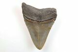 Serrated, Fossil Megalodon Tooth - North Carolina #200650-1